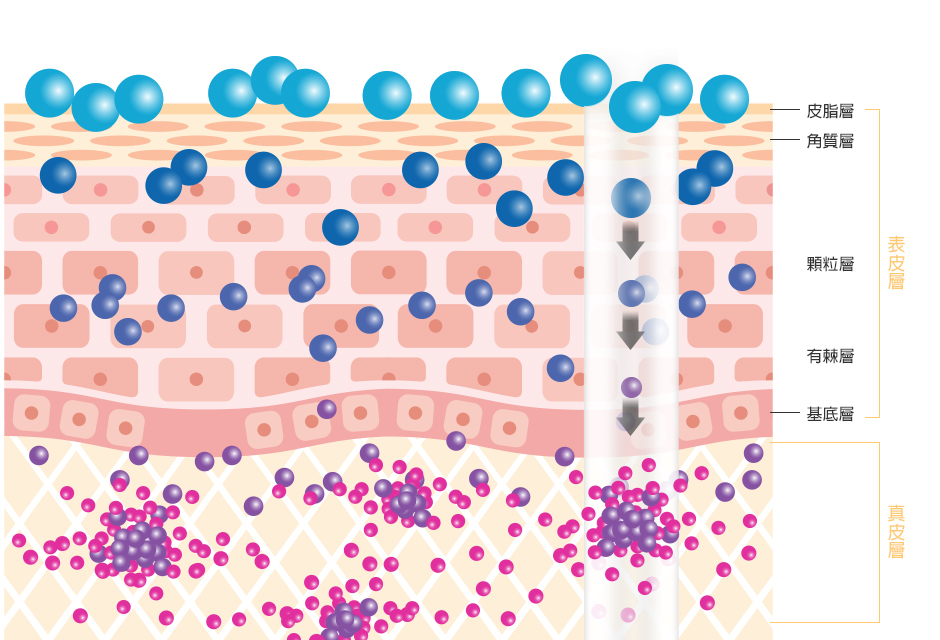 圖片02.jpg (373 KB)
