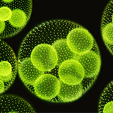 160x160_5.jpg (36 KB)