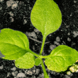 160x160_1_高活性植萃EGF.jpg (34 KB)