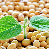 160x160_2_植物胎盤素.jpg (41 KB)