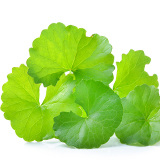 160x160_1_積雪草.jpg (24 KB)