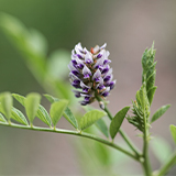 160x160_2_甘草萃取.jpg (21 KB)