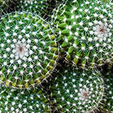 160x160_5.jpg (55 KB)