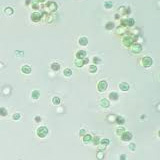 160x160_2.jpg (23 KB)