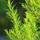 160x160_4.jpg (53 KB)