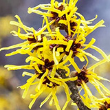 160x160_5.jpg (53 KB)