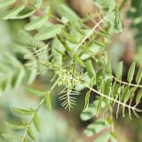 160x160_4.jpg (31 KB)