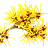 160x160_3.jpg (36 KB)