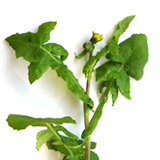 160x160_6.jpg (23 KB)