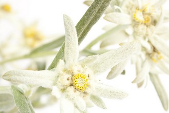 雪絨花精萃Edelweiss Extract